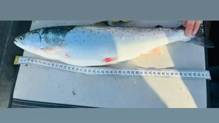 В Каспийском море обнаружен редкий вид лосося