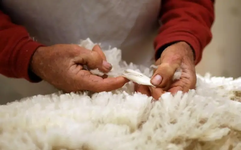 Қазақстан мен Өзбекстан кәсіпорындары тері өңдеу саласында әріптестік орнатпақшы