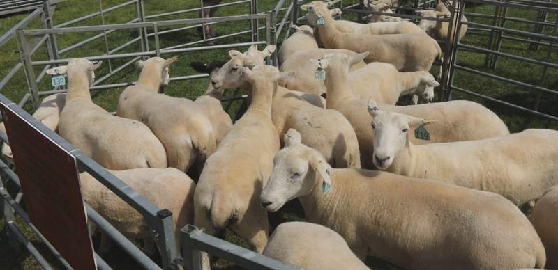 farmers participate in UK sheep farming exhibition farmers, UK, sheep, exhibition