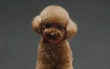 Dolce&Gabbana итлар учун атир тақдим этди