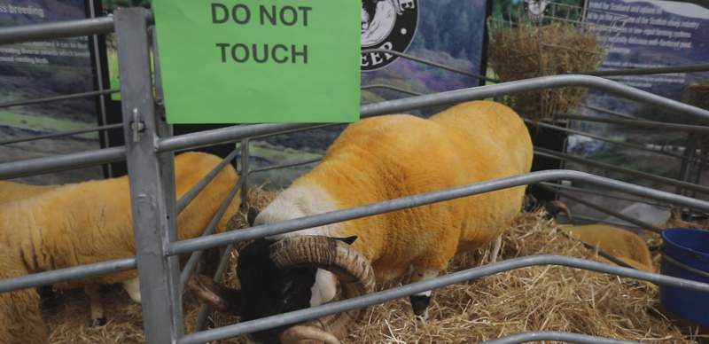 Kazakh farmers participate in UK sheep farming exhibition Kazakh farmers participate in UK sheep farming exhibition