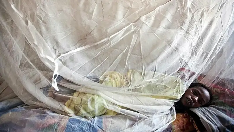 ласса безгегі