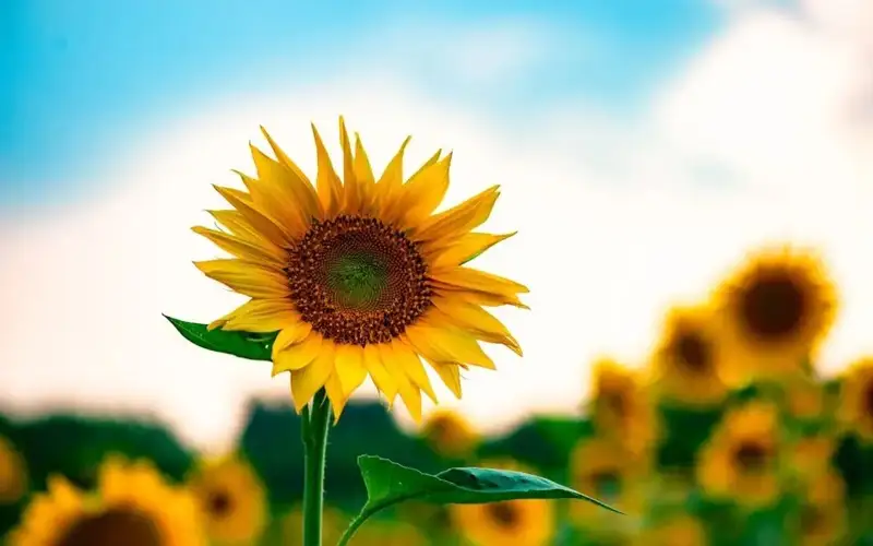 Кунгабоқар