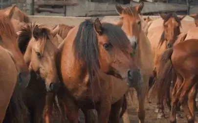 Новый тип мугалжарской породы лошадей вывели в области Абай