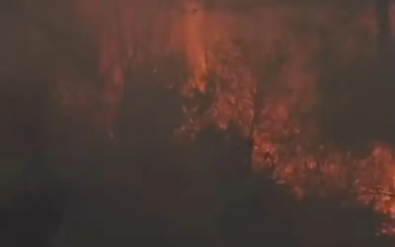  лесные пожары в Греции