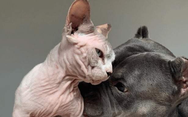 кошки-«хулиганы» кошки-«хулиганы»