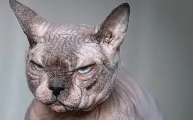 кошки-«хулиганы»