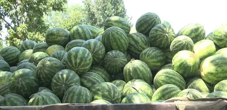 қарбыз