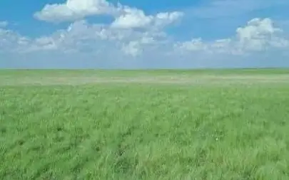 поля