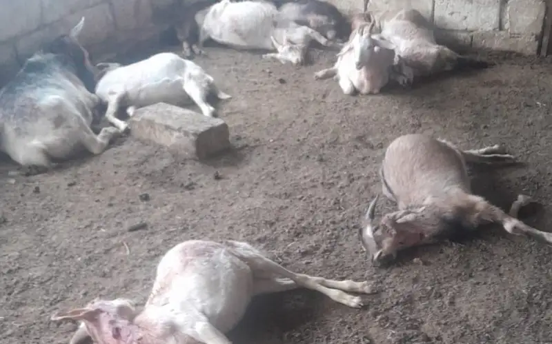 Маңғыстауда асыл тұқымды 40 ешкіні қаңғыбыс иттер қырып кетті