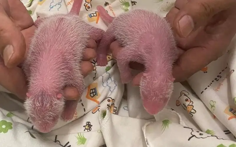 Giant panda becomes world's oldest 1st-time mom of twin cubs in Hong Kong