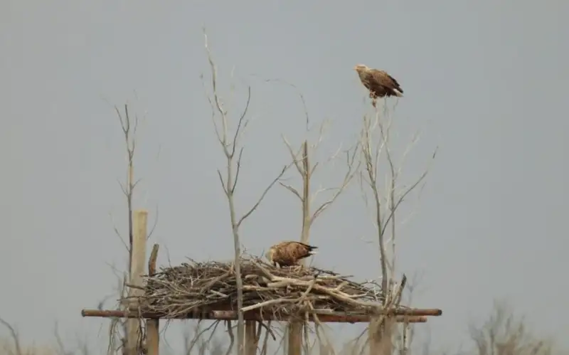 Гнездо краснокнижных орланов-белохвостов восстановили в Алматинской области