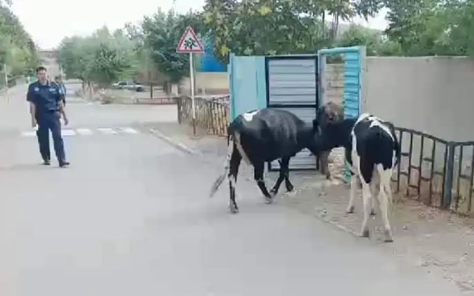 mal jaıý