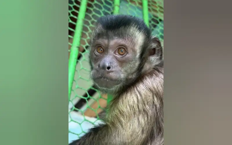 У звездных капуцинов алматинского зоопарка пополнение
