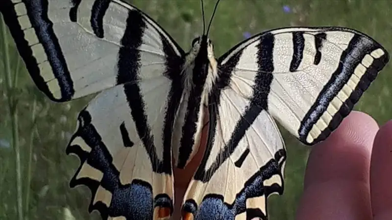 Повышение температуры приводит к увеличению популяции насекомых в Турции