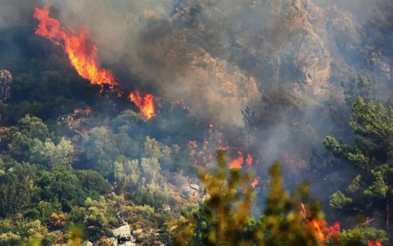 лесные пожары