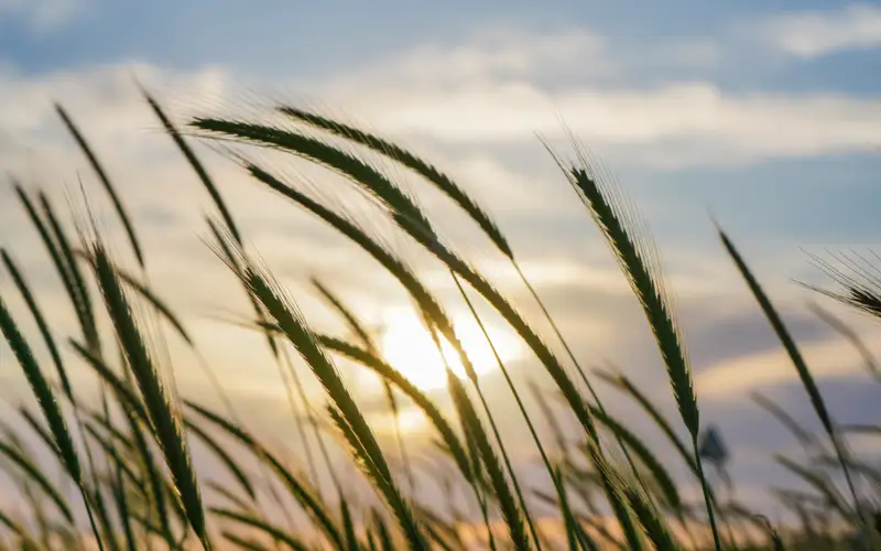 пшеница, поле