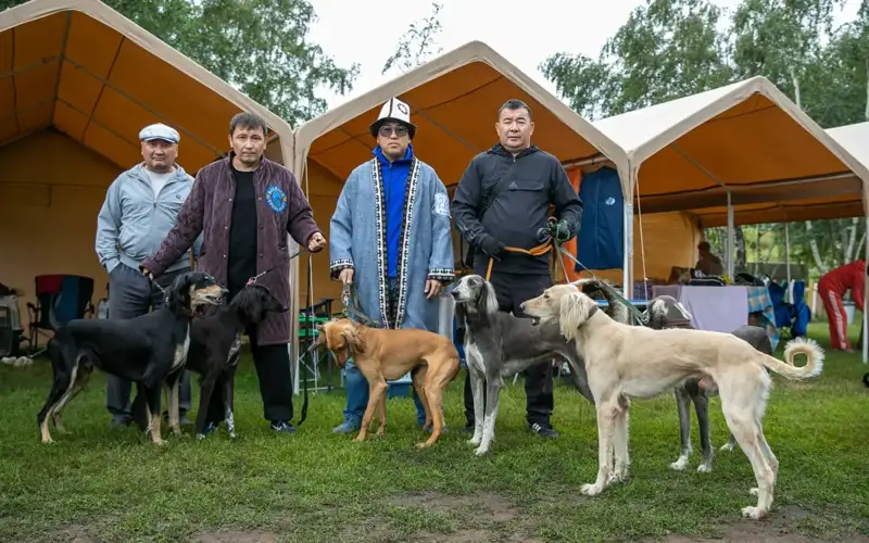 International Dog Show: 2,700 Tazy canines registered in Kazakhstan