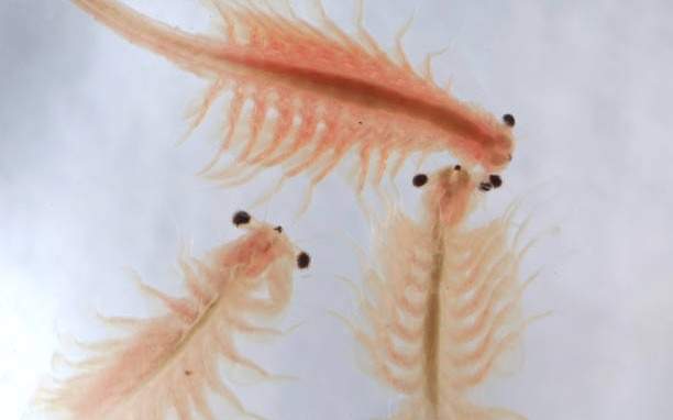 Рекордную партию ценного рачка изъяли у браконьеров в СКО artemia salina