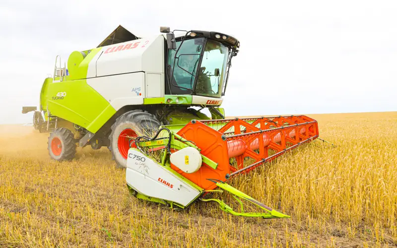 урожай, поле, пшеница