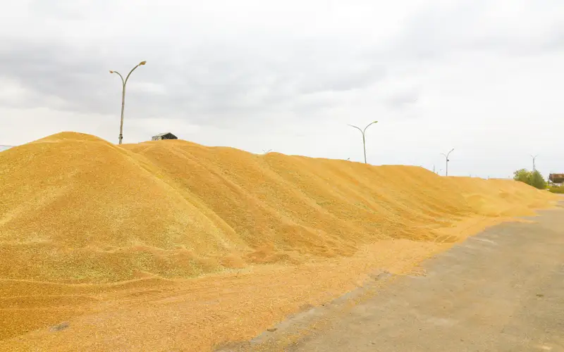 пшеница, урожай, зерно