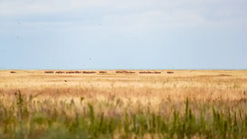 сайгаки киіктер