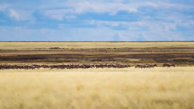 сайгаки киіктер