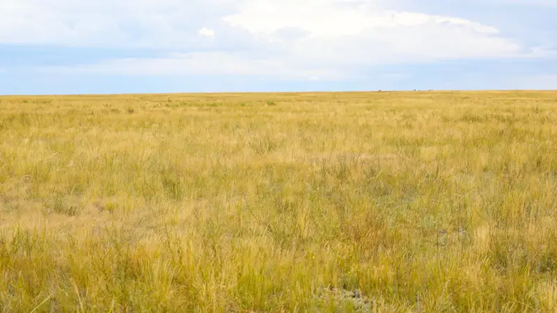 Природа степь погода ауа райы дала табиғат