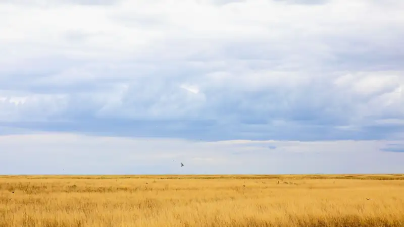 Природа степь погода ауа райы дала табиғат