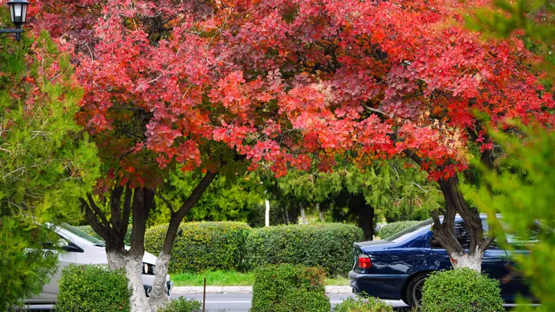 осень парк күз саябақ