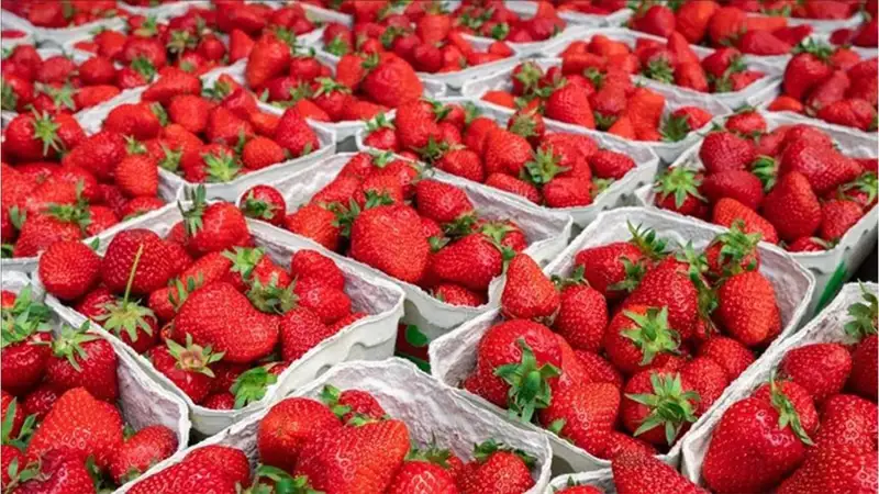 Egyptian exporters become leading supplier of fresh strawberries to Kazakhstan