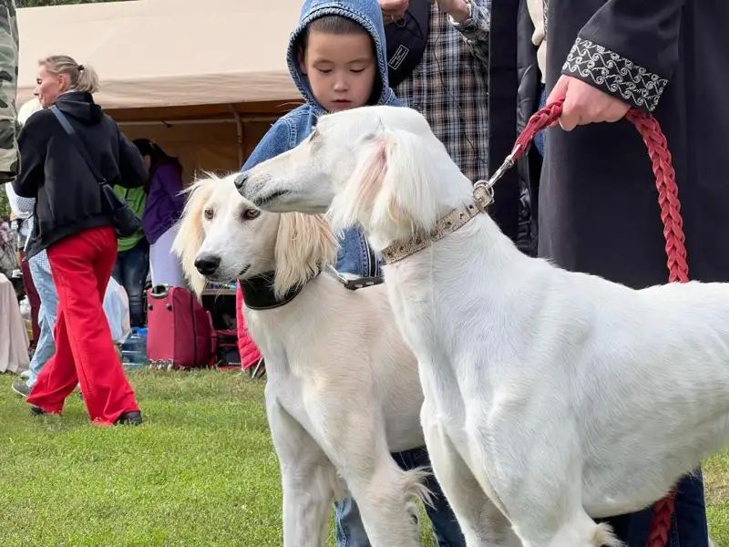 “伊希姆曙光-2024”犬展评选最佳塔兹犬 助力哈萨克犬种推广