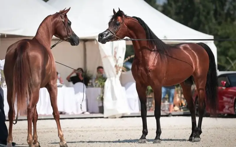 9th show of Emirates Arabian Horse Global Cup kicks off in Czech Republic