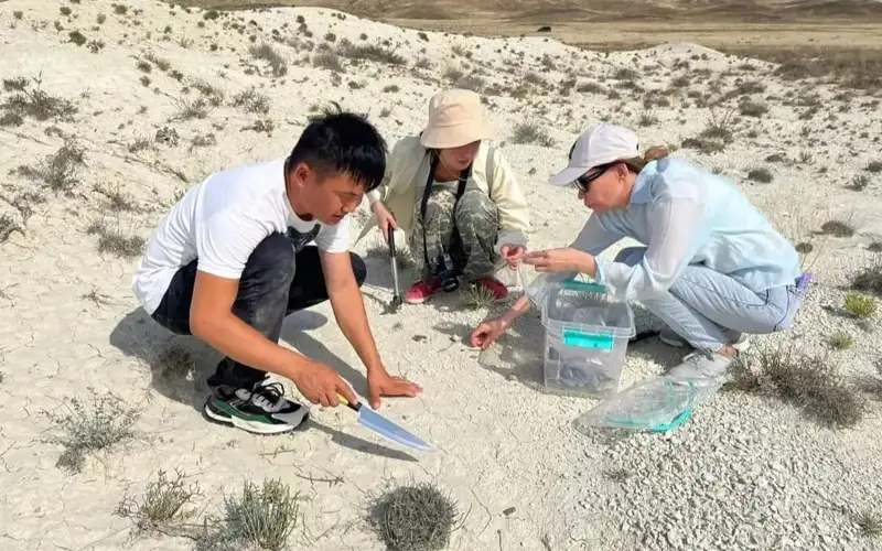 Paleontologists find teeth of sharks that lived in Atyrau region’s territory 50mln years ago