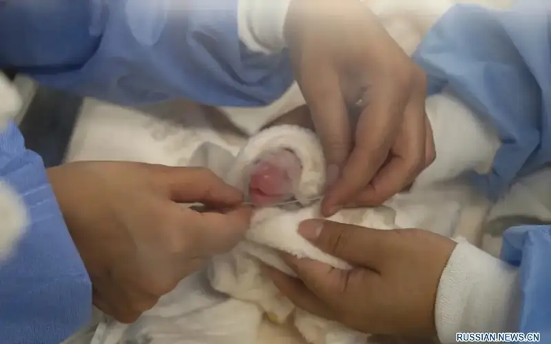 Giant panda Meng Meng gives birth to twins at Berlin zoo
