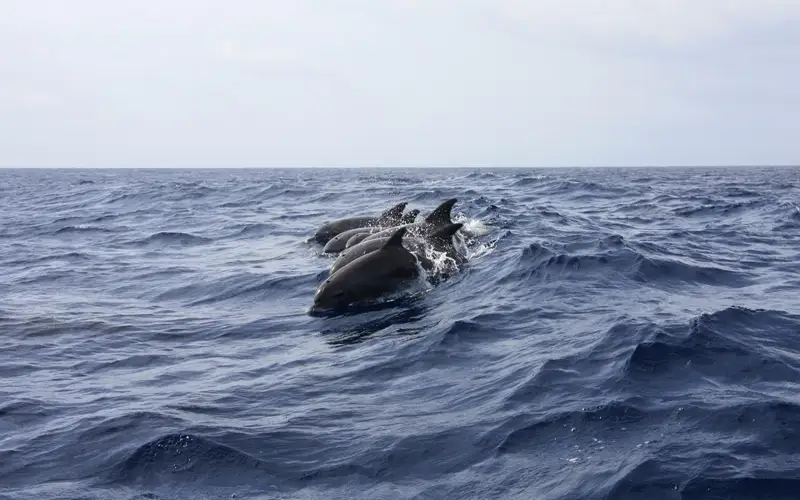 18 injured after dolphin attacks in central Japan beaches in 2024