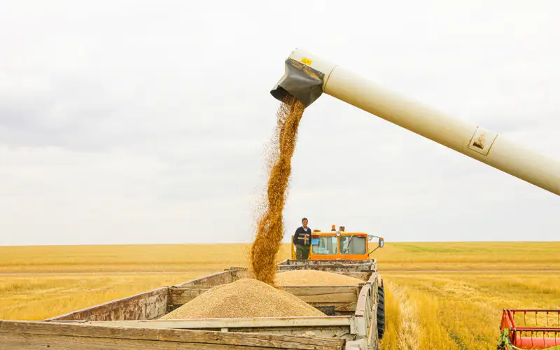 Harvesting 