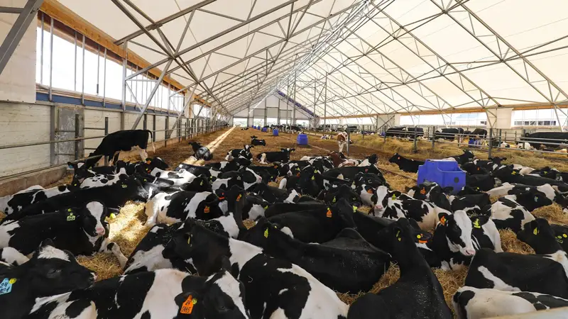 племенной скот, КРС