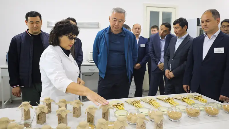 новый сорт мягкой яровой пшеницы 