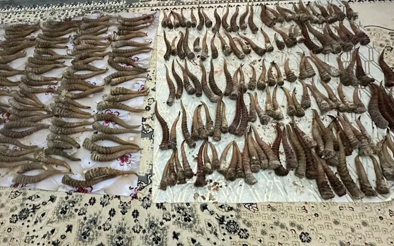 рога сайги