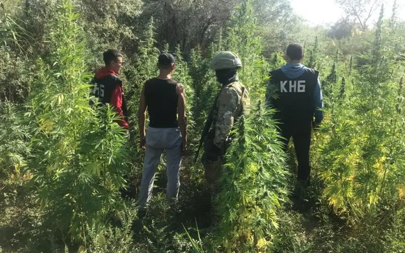 Голландскую коноплю выращивали в Кызылординской области: арестованы 22 члена ОПГ 
