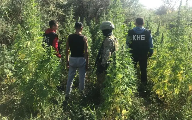 марихуана өсірген