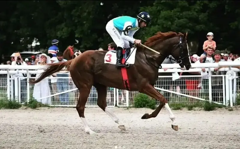 Kazakh horse Kabirkhan to participate in V World Nomad Games