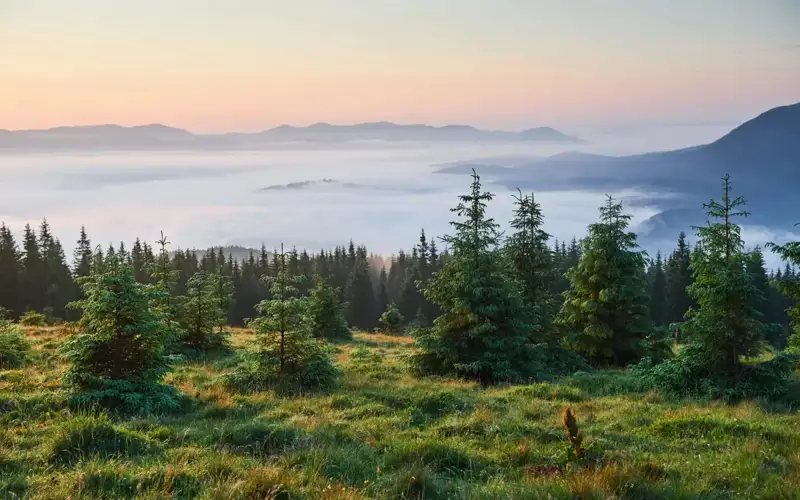 forest