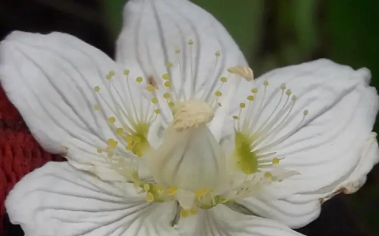 белозор болотный 