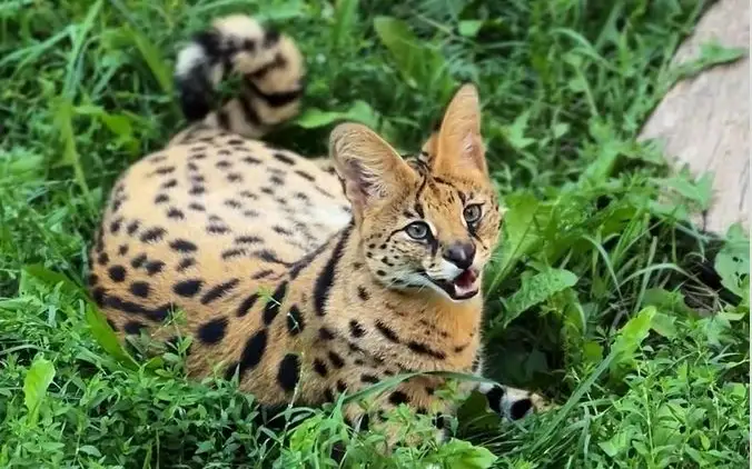 жабайы мысық