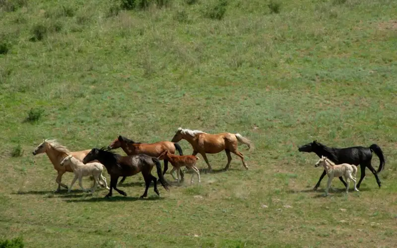 жайылым жер