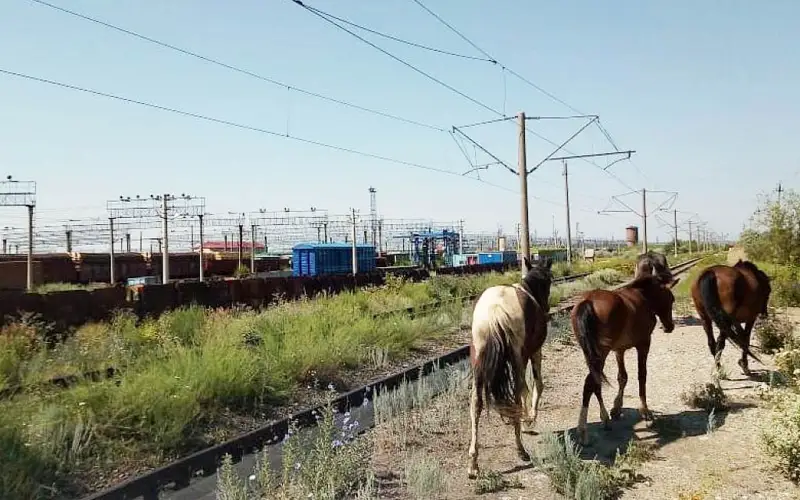 скот, лошади на железной дороге 
