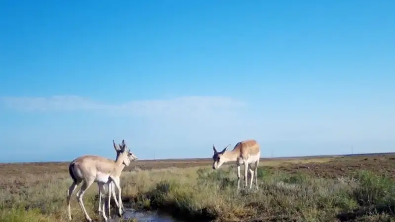 Джейраны попали в фотоловушку в Чарынском нацпарке