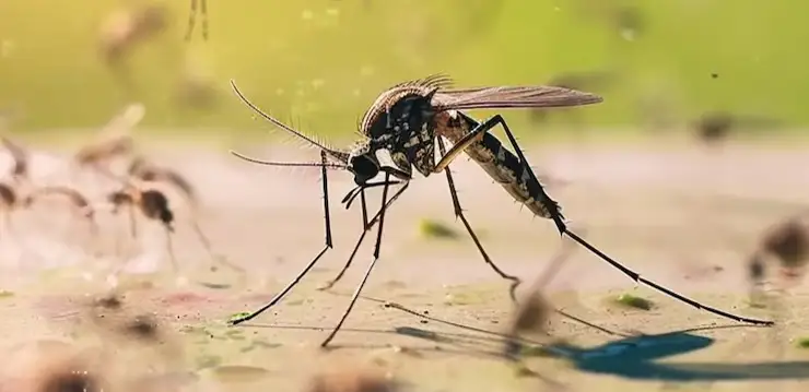 комары, лихорадка